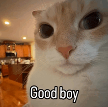 Good boy cat